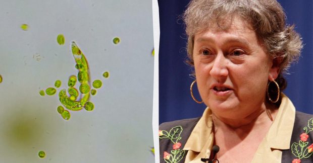 Эту теорию отвергли 15 раз: как одна женщина переписала историю происхождения жизни Kép