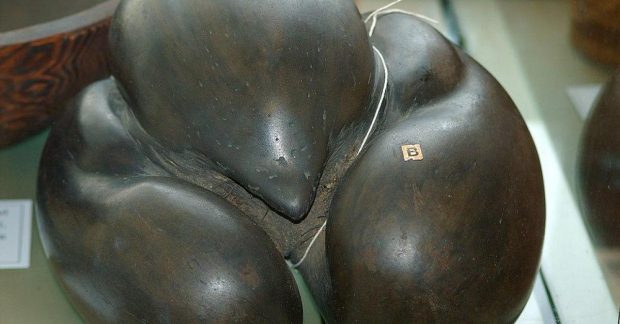 Весит до 30 кг и диаметром полметра: какая самая большя семечка на планете Kép