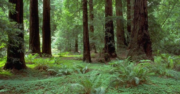 Больше Биг-Бена: какие самые высокие деревья в мире Kép