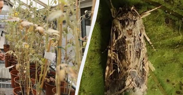 Учені виявили, що рослини у стресі кричать, а комахи це чують: що це означає для аграріїв