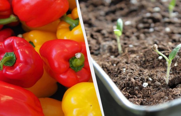Вже час садити перець на розсаду: як це робити і які дати найвдаліші