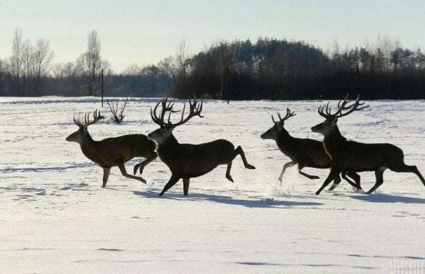 В екопарку під Києвом мешкає понад сотня оленів – чи можна до них наблизитися (фоторепортаж)