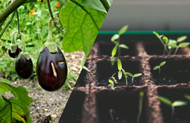 Зберете врожай раніше за сусідів: як і коли сіяти баклажани на розсаду