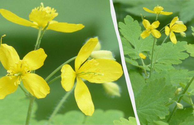 На вашем участке много чистотела - это важный сигнал: о чем "намекает" сорняк