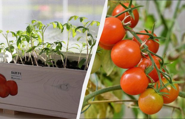 Міцна розсада помідорів вийде тільки в ці дні: календар посіву на 2026 рік