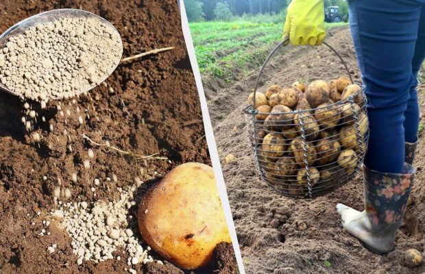 Вместо обычной картошки сажают семенную - соберете по 4 кг с куста: что добавить в лунки