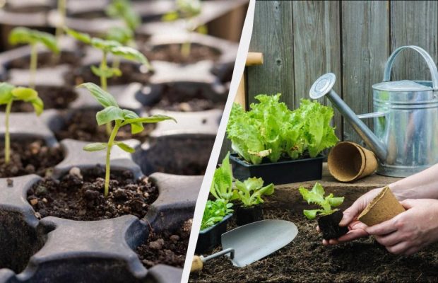 7 дел, которые надо сделать на участке в феврале: всем дачникам на заметку