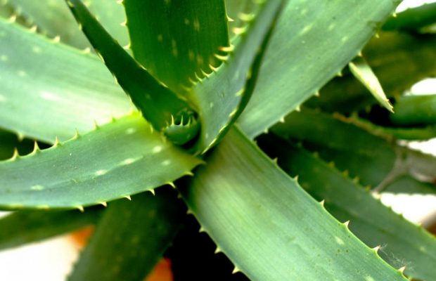 Как правильно поливать алоэ вера, чтобы оно росло здоровым