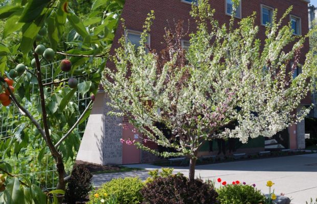 "Дерево 40 фруктов": рекордное дерево-сад создал садовник и художник