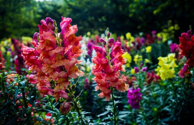 Что посеять в феврале: специалисті назвали 6 видов семян цветов и зелени