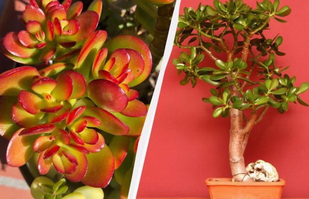 Как спасти денежное дерево, пока не стало поздно: пять важных нюансов