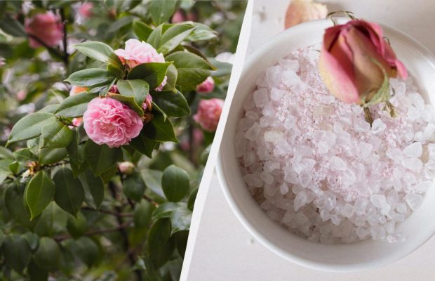 С этим средством розы зацветут как никогда: что такое английская соль