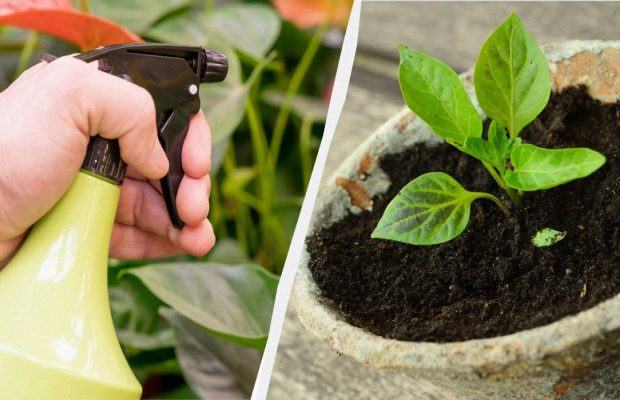 Зачем опытные садоводы опрыскивают рассаду молоком: вы пожалеете, что не знали