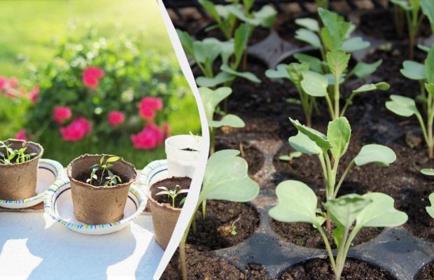 Урожая будет в три раза больше: как нужно подсвечивать рассаду фитолампой