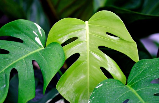 Монстера пожелтела - чего ей не хватает: устанавливаем диагноз по листьям