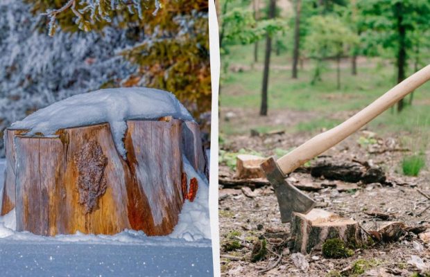 Почему нельзя оставлять пни в земле: 4 способа, как легко от них избавиться