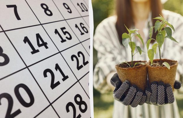 Точний місячний календар для посіву в березні 2026 року: що висаджувати на розсаду