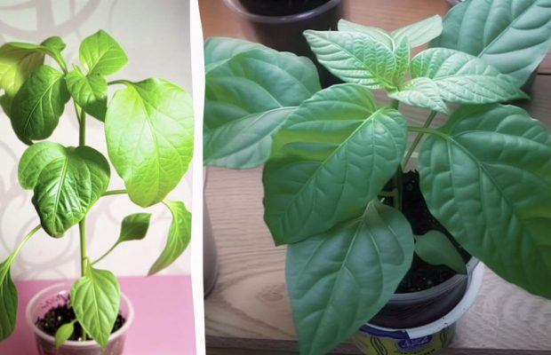 Эти ошибки могут оставить вас без урожая: от чего на рассаде перца желтеют листья