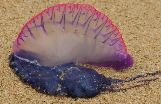 Біля берегів популярного острова виявили отруйні морські організми