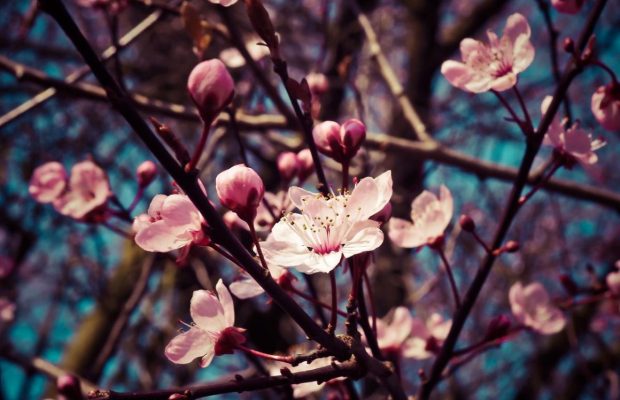 Як посадити фруктові дерева ранньою весною: експерти порадили найкращі сорти