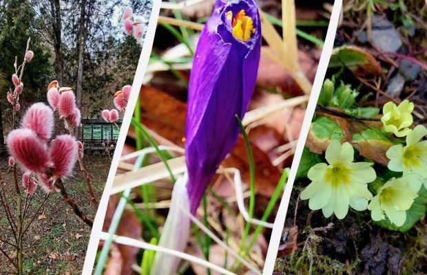 "Час прокидатися": на заході України спостерігається справжнє диво природи (фото)