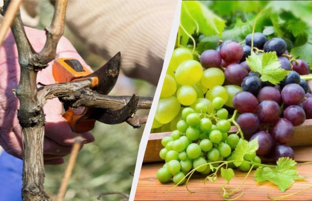 Мудрі дачники вже починають обрізати виноград: врожаю ягід буде вдвічі більше