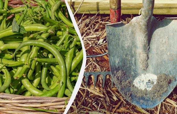 Квасоля зібрана – час садити це: найкращі культури для наступного сезону