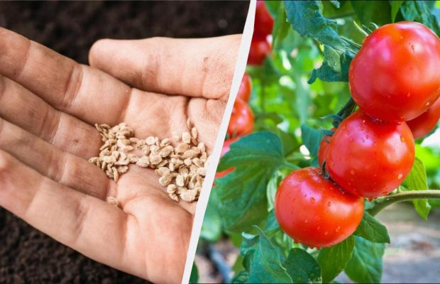 Там, де росли помідори, не можна садити 7 культур: помилка коштуватиме врожаю