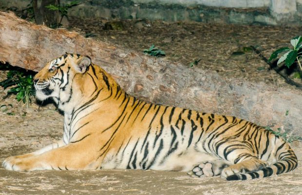 У Таїланді два популярні туристичні парки закриті через масову загибель тигрів: що сталося