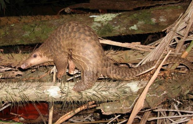 На курорті у Малайзії для туристів готували "екзотичні" страви з червонокнижних тварин