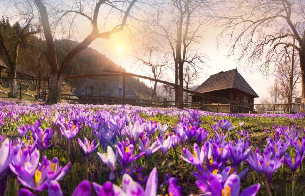 Колочава – це не лише крокуси: у чому унікальність одного з найкращих туристичних сіл світу