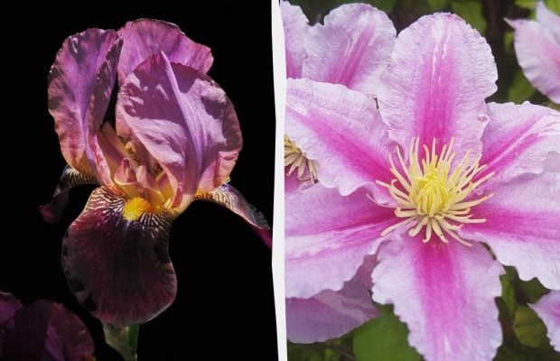 Смертельно для кішок і небезпечно для людей: 5 квітів, які не можна садити у дворі