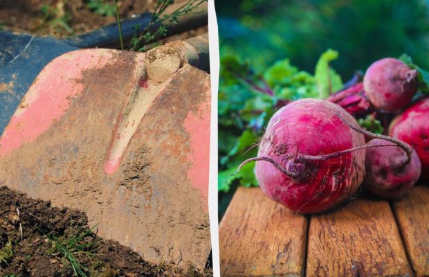 Найкращі та найгірші "сусіди" для буряка: що можна і не можна садити поруч з овочем