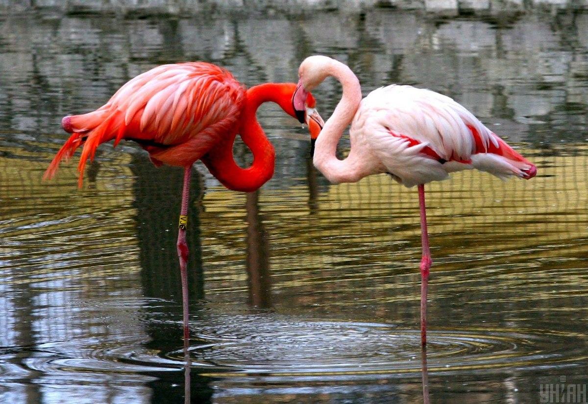 З’явились розвідники: на Одещину з боку Чорного моря прилетіли рідкісні рожеві 'фенікси' З’явились розвідники: на Одещину з боку Чорного моря прилетіли рідкісні рожеві 'фенікси'