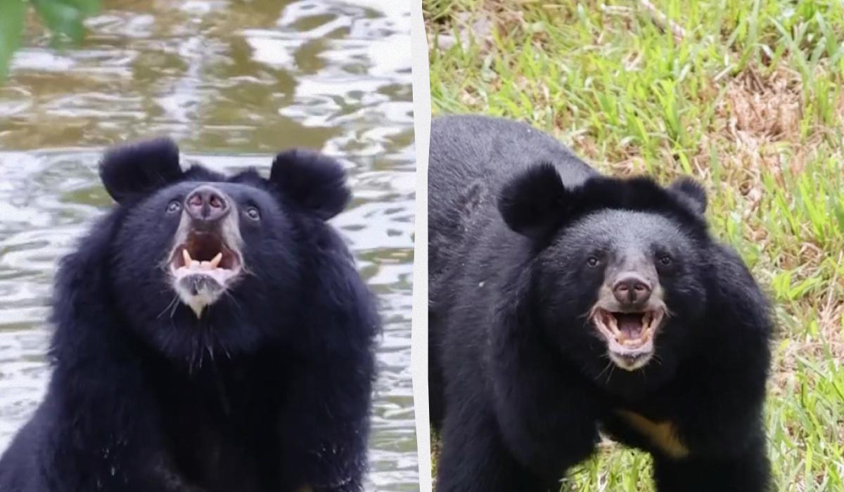 27 лет в темноте: невероятная реакция медведя, который впервые в жизни увидел небо (видео)