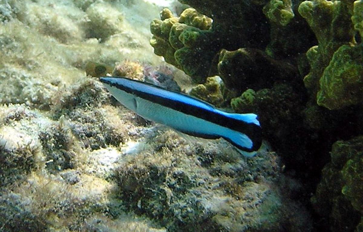 Эти крошечные рыбы поразили ученых навыком, который есть только у некоторых млекопитающих Эти крошечные рыбы поразили ученых навыком, который есть только у некоторых млекопитающих