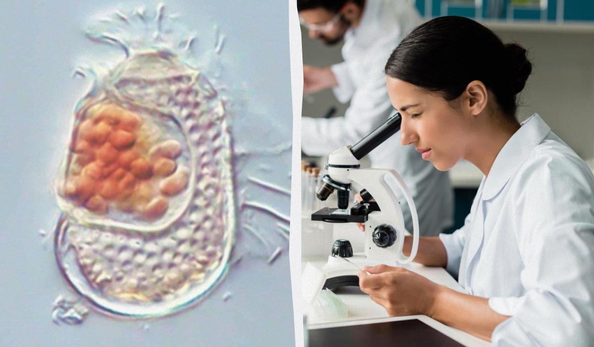 Загадочный 'недо-вирус': японские ученые нашли форму жизни, не вписывающуюся в учебники