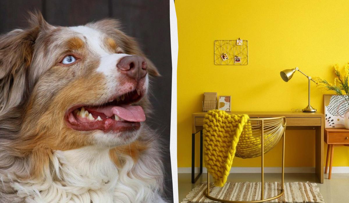 Дизайнерские ошибки, которые сводят вашу собаку с ума: проверьте цвет своих стен Дизайнерские ошибки, которые сводят вашу собаку с ума: проверьте цвет своих стен