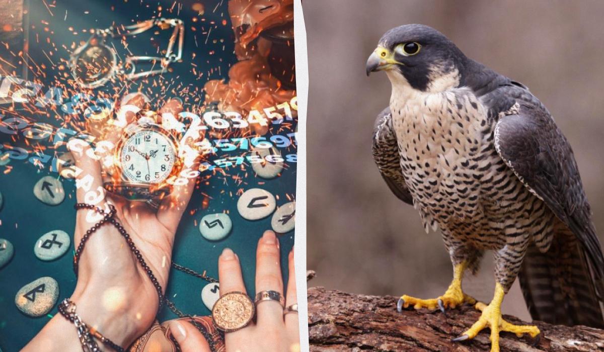 От сокола до совы: узнайте, какая вы птица по дате рождения От сокола до совы: узнайте, какая вы птица по дате рождения