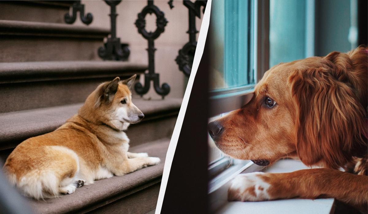 Почему собаки радуются, когда приходишь домой