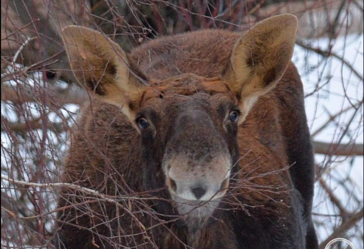 Біля Чорнобиля помітили лося, який 'посміхнувся' на камеру (фото)