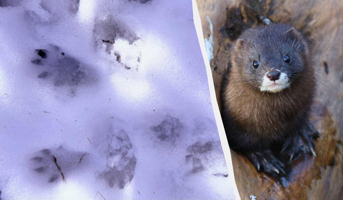 В Одесской области зафиксировали следы редкого животного: что о нем известно (фото) В Одесской области зафиксировали следы редкого животного: что о нем известно (фото)