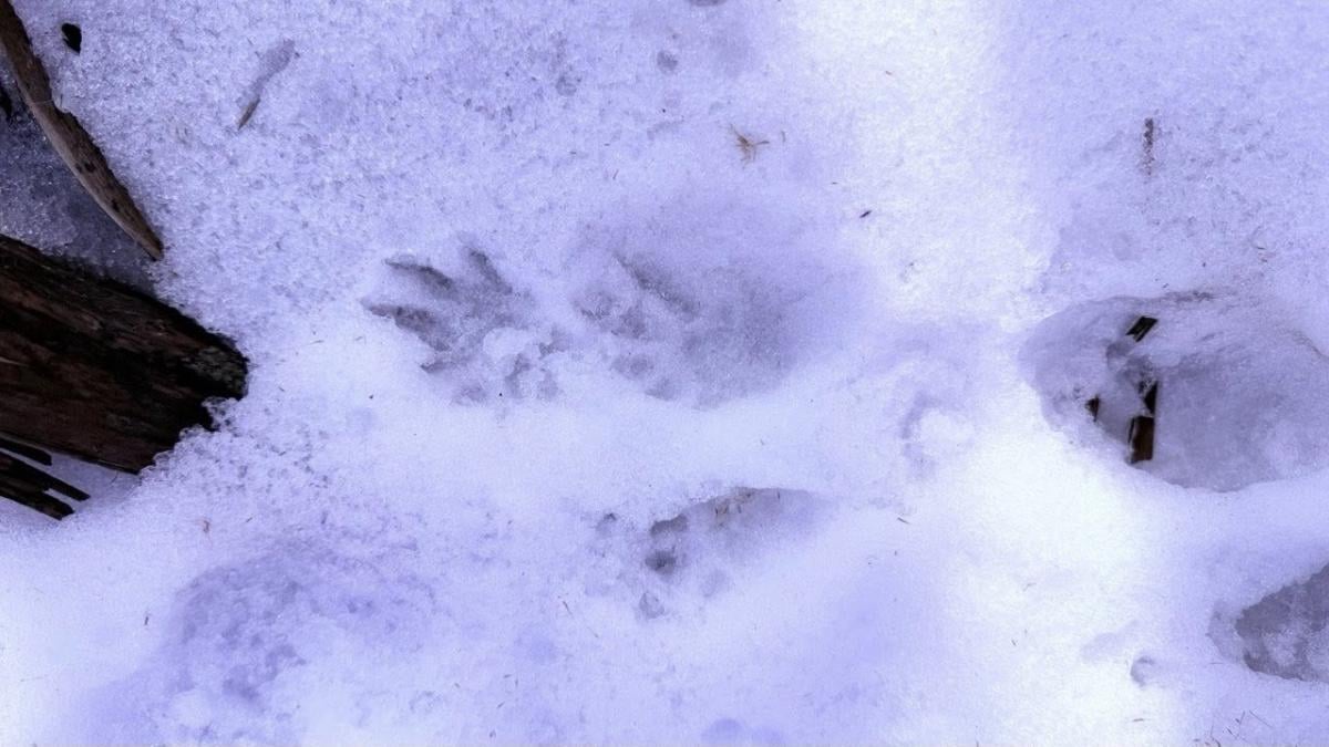 В Одесской области зафиксировали следы редкого животного: что о нем известно (фото) В Одесской области зафиксировали следы редкого животного: что о нем известно (фото)