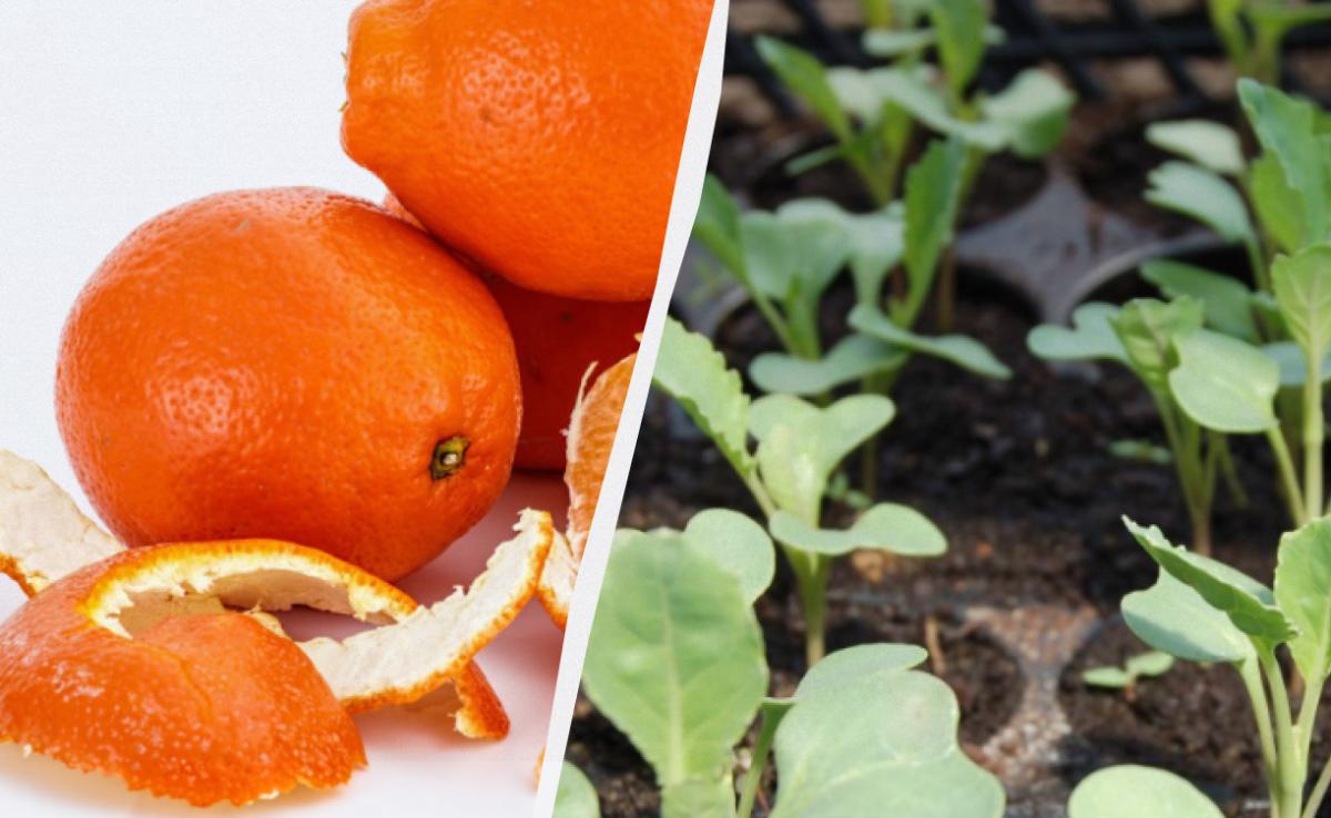 І добриво, і захист від шкідників: садівники розкрили, як використати шкірку апельсина І добриво, і захист від шкідників: садівники розкрили, як використати шкірку апельсина
