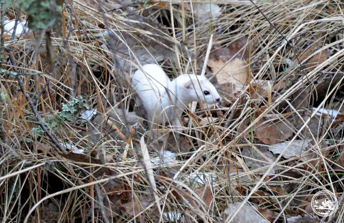 Здобич ховає про запас: біля ЧАЕС зафіксували дуже сміливого хижака (фото) Здобич ховає про запас: біля ЧАЕС зафіксували дуже сміливого хижака (фото)