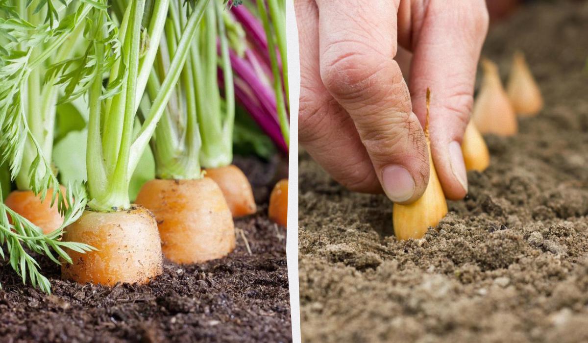 Что посадить рядом с морковью: лучшие и худшие соседи на грядке Что посадить рядом с морковью: лучшие и худшие соседи на грядке