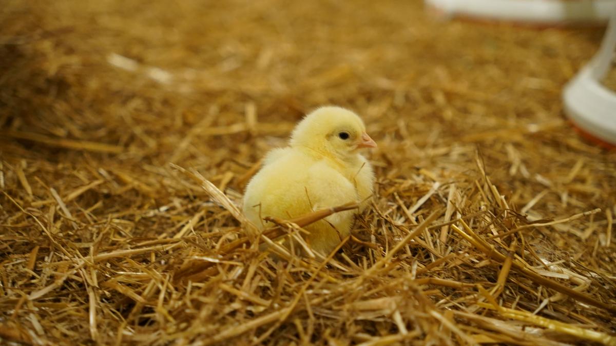 Масштабний проєкт Avesterra Group: на Волині запрацювали 20 пташників за 15 млн євро Масштабний проєкт Avesterra Group: на Волині запрацювали 20 пташників за 15 млн євро