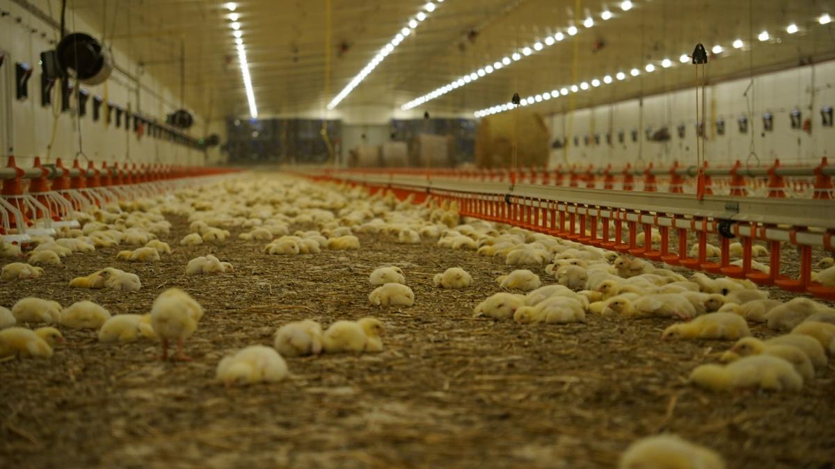 Масштабний проєкт Avesterra Group: на Волині запрацювали 20 пташників за 15 млн євро Масштабний проєкт Avesterra Group: на Волині запрацювали 20 пташників за 15 млн євро