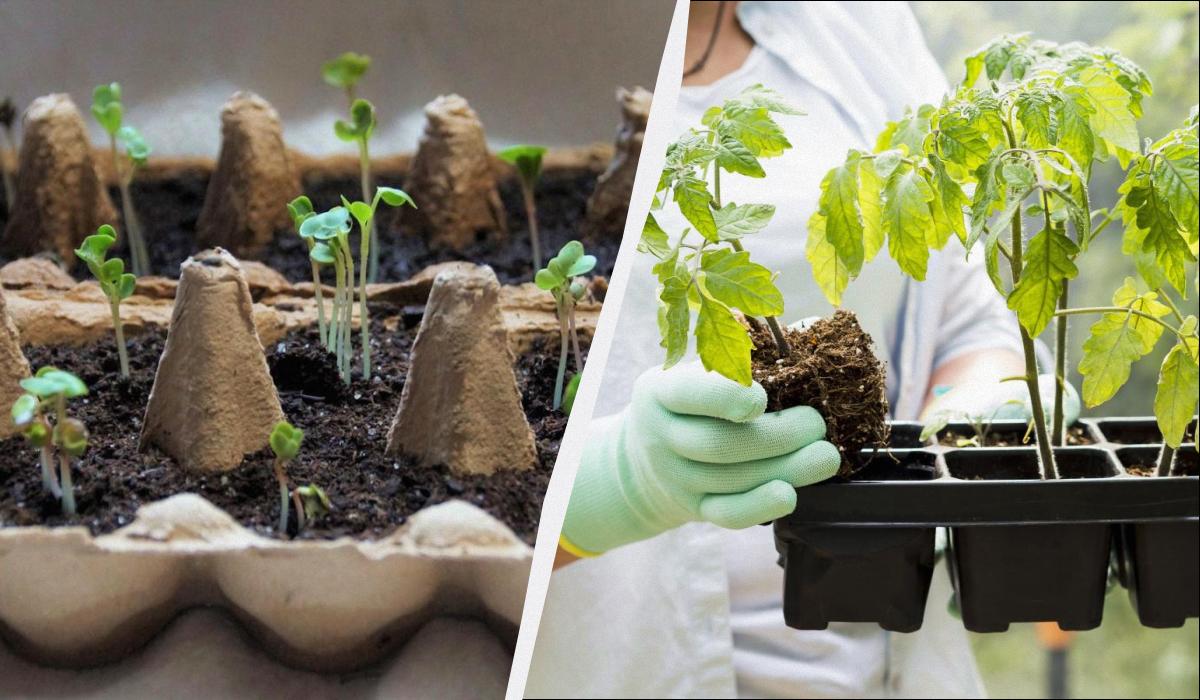 что сажаем в марте на рассаду