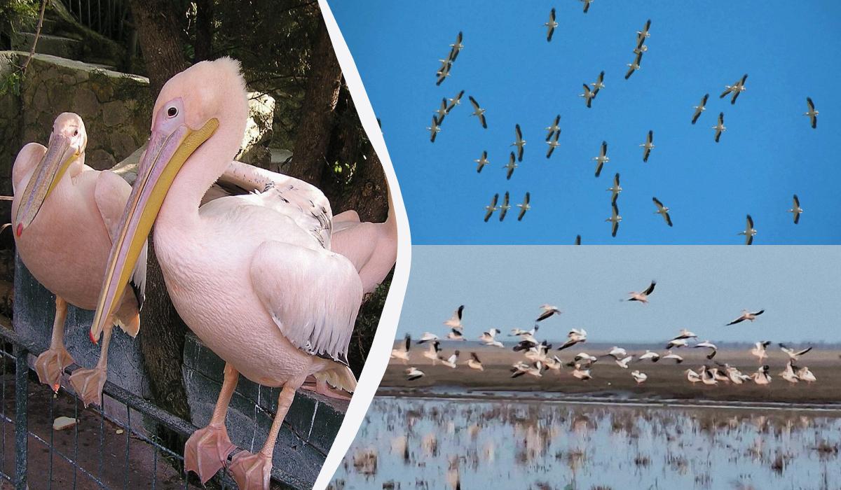 На Одещині зафіксували рідкісних рожевих баб (фото)